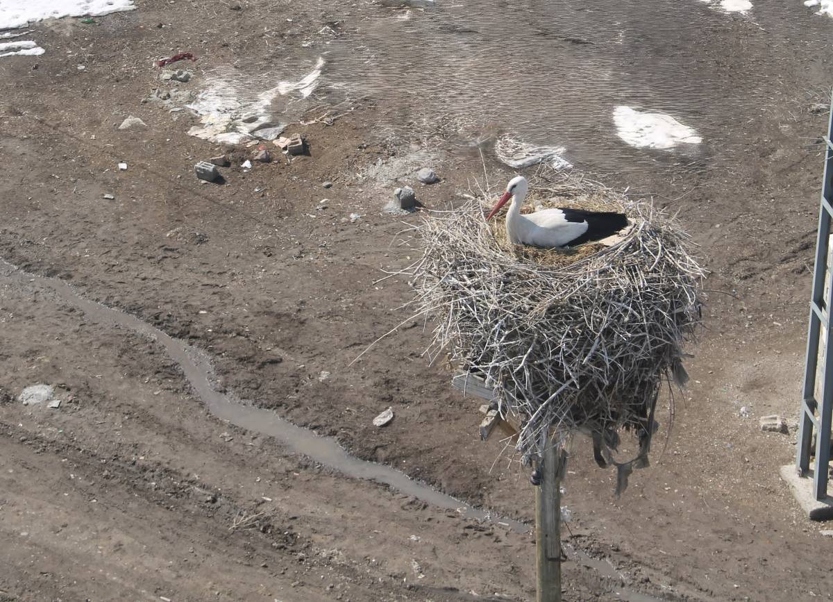Ağrı’da Bahar geldi, leylekler yuvasına döndü