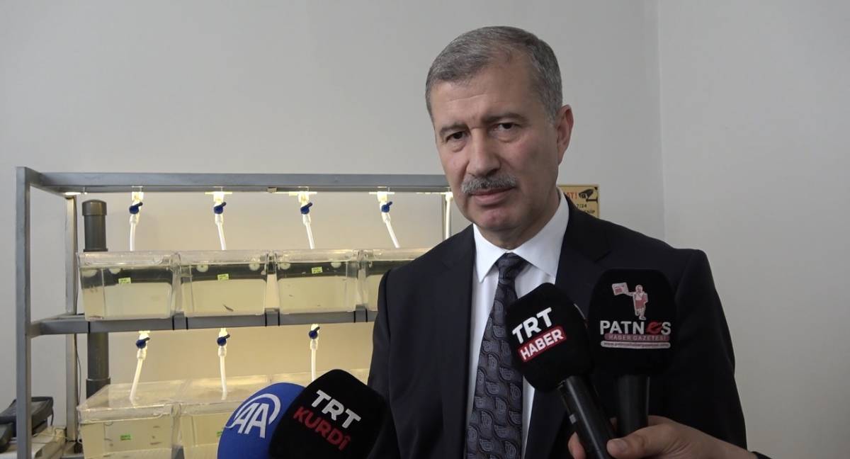 Ağrı’da zebra balıklarıyla hastalıklara umut aranacak