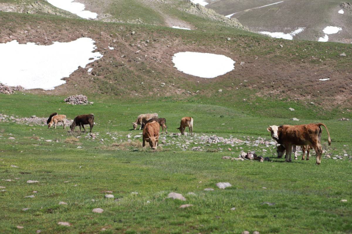 Ağrı’da besiciler hayvanlarını doğayla buluşturdu