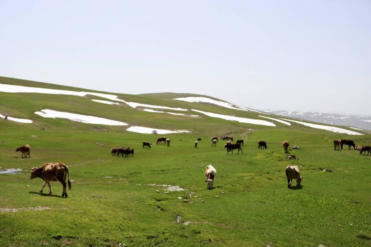 Ağrı’da besiciler hayvanlarını doğayla buluşturdu
