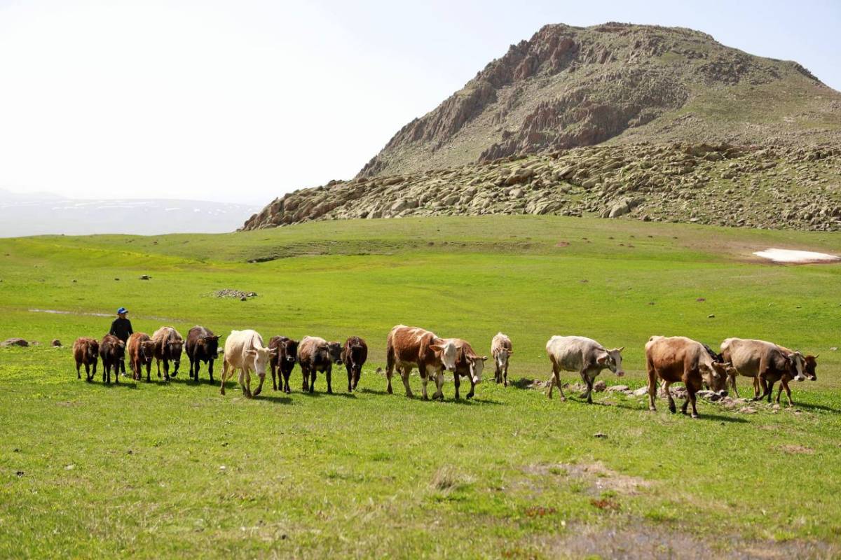 Ağrı’da besiciler hayvanlarını doğayla buluşturdu