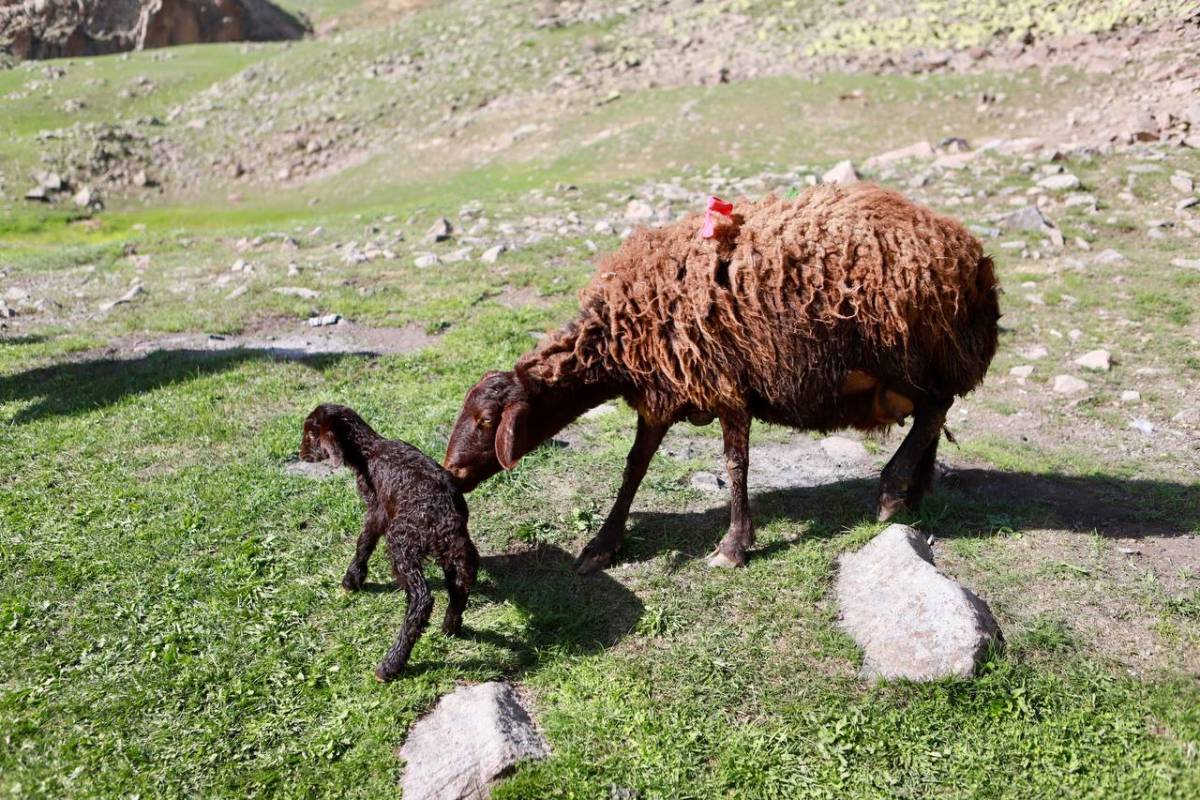 Ağrı’da besiciler hayvanlarını doğayla buluşturdu