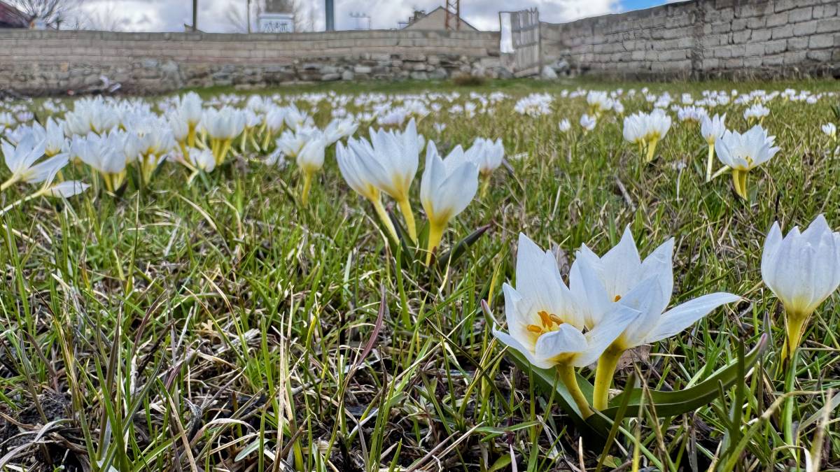 Ağrı’da sabah kar, öğle saatlerinde kardelen manzarası