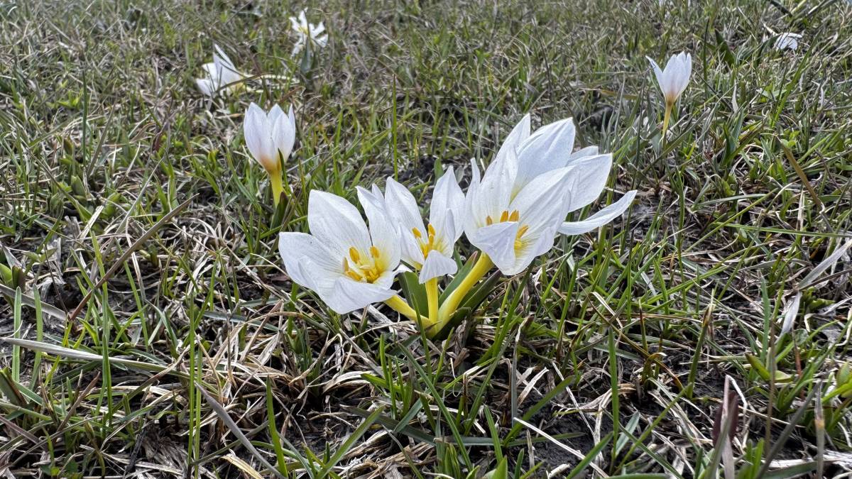 Ağrı’da sabah kar, öğle saatlerinde kardelen manzarası