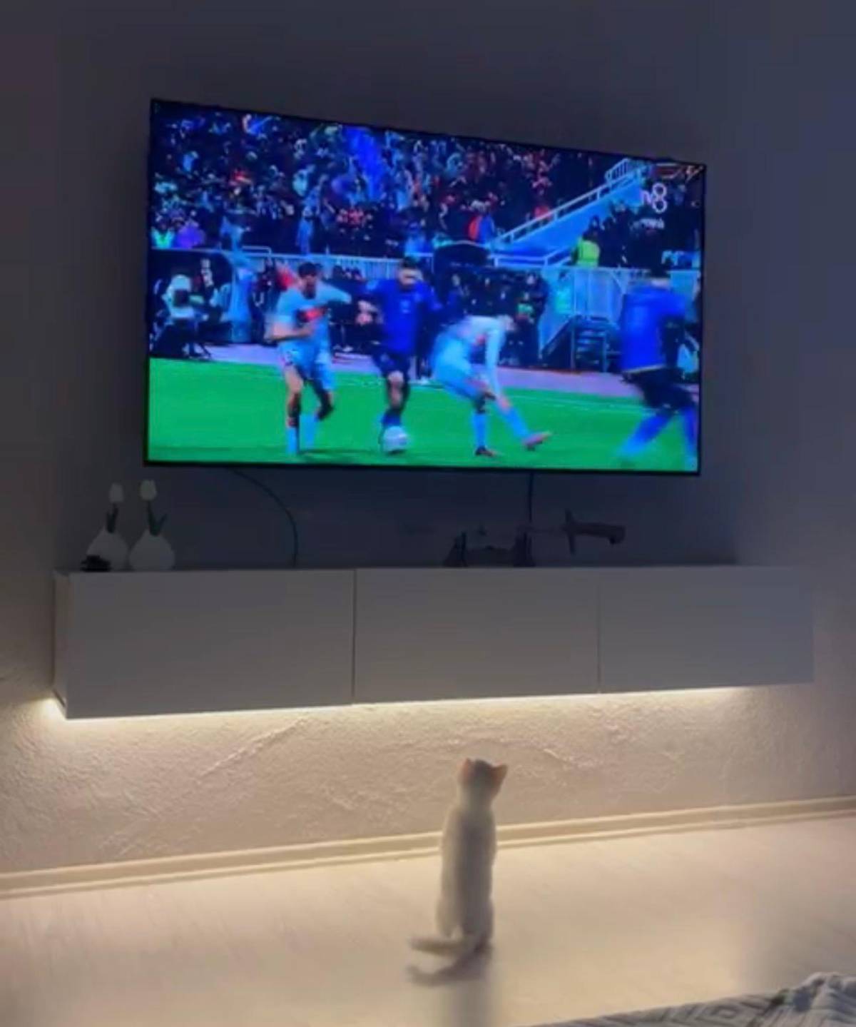 Maçı Büyük Dikkatle İzleyen Kedi Gülümsetti