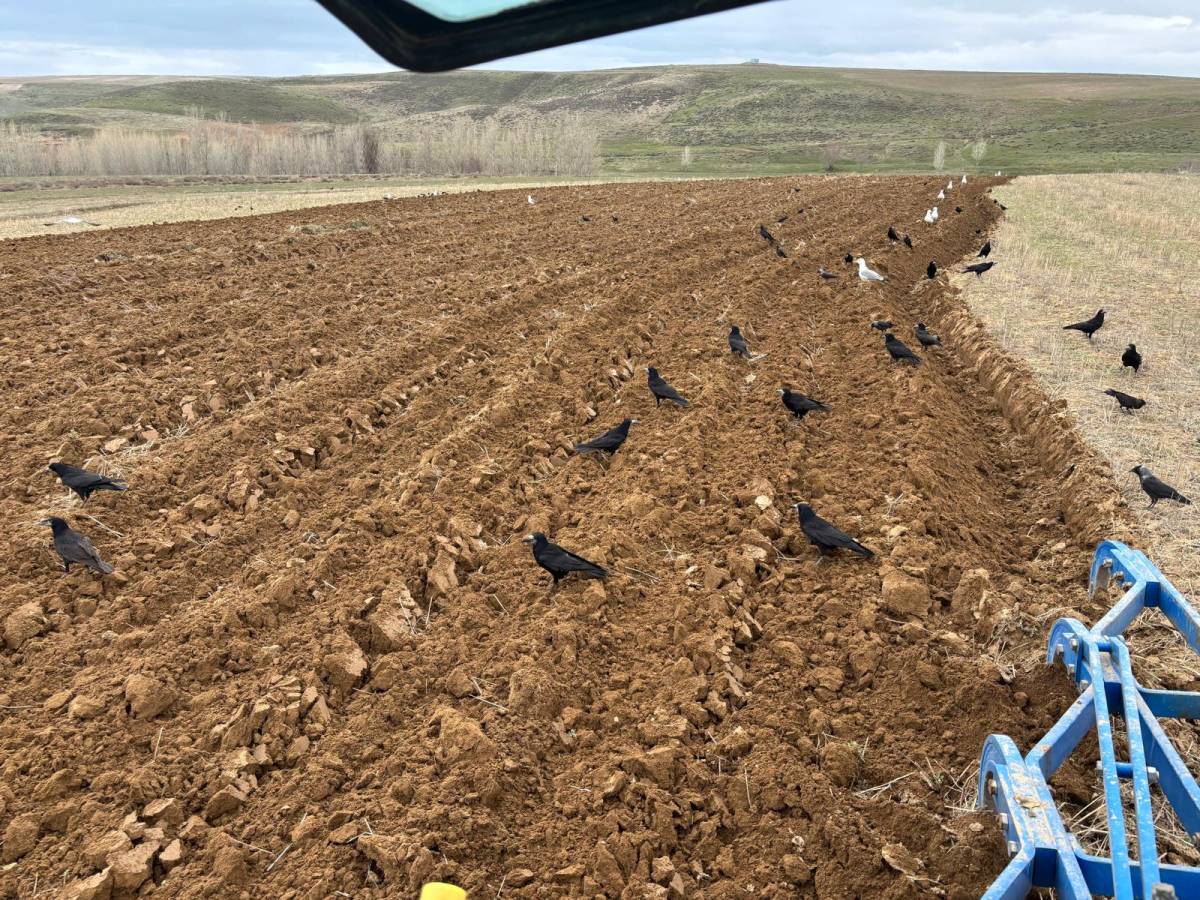 Patnos'ta Çiftçiler Bahar Mesaisine Başladı (Videolu Haber)