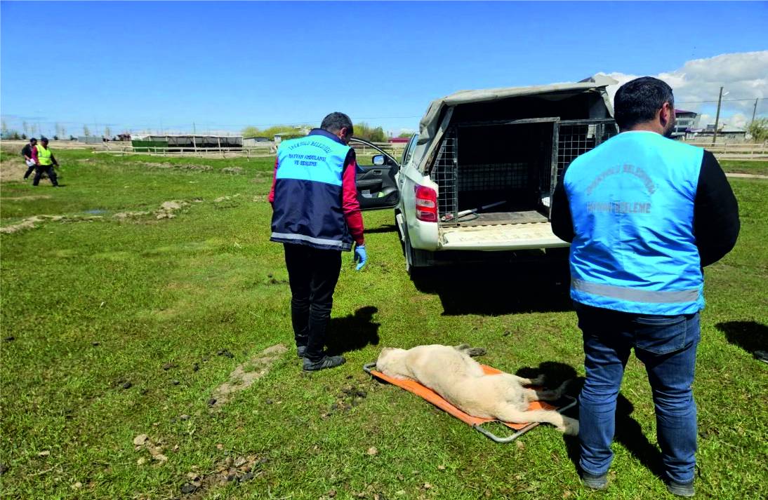 Van’ın İlçesinde Kuduz Köpek Alarmı